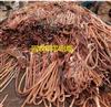 西宁高价回收铜芯电缆、电力电缆、工地剩余电缆
