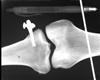動物骨骼檢查刺猬X光機檢測蛙類檢查X光機便攜式魚檢測X光機斑馬魚成像X光機